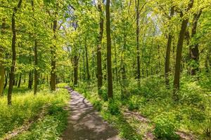 Forest trail scene. Woodland pathway, bright nature landscape, spring summer green trees with sunny blue sky. Idyllic hiking and adventure nature scenery