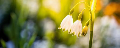 Spring flowers, snowdrops in garden, sunlight. Panoramic view to spring flowers in the park. White blossom closeup on beautiful morning with sunlight in the forest photo