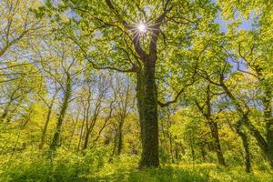 árboles del bosque de primavera verano. fondos de la luz del sol de la madera verde de la naturaleza. idílico paisaje natural tranquilo, caminata pacífica o diseño de fondo de bosque de caminata