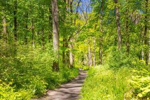 hermoso sendero forestal, verde fresco primavera verano
