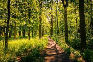 hermoso sendero forestal, verde fresco primavera verano foto