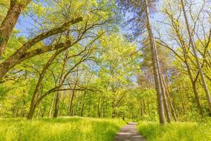 hermoso sendero forestal, verde fresco primavera verano