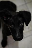 Cute black puppy mongrel photo