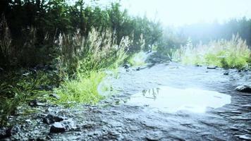 flaques d'eau et boue et herbe verte sur un chemin de terre video