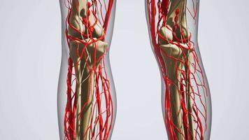 ciência anatomia dos vasos sanguíneos humanos video