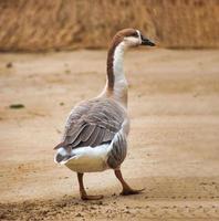 anser pájaro el género de aves acuáticas anser incluye los gansos grises y los gansos blancos. pertenece a la verdadera subfamilia de gansos y cisnes foto