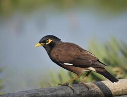 el myna común o myna indio acridotheres tristis, a veces deletreado mynah. foto