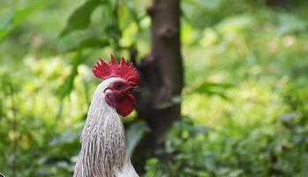 Head shot of a rooster photo