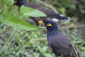 el myna común o myna indio acridotheres tristis, a veces deletreado mynah. foto