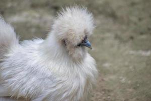 Silkie. Silky. Chinese silk chicken. It is a breed of chicken named for its atypically fluffy plumage. photo