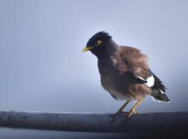 The common myna or Indian myna, Acridotheres tristis, sometimes spelled mynah. photo