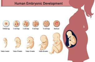 desarrollo embrionario humano en infografía humana vector