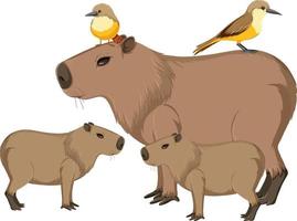 Wombats with cute birds on body vector