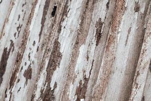 Wood texture background, weathered brown plank from barn photo