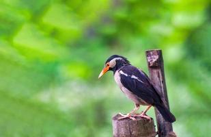 The pied myna or Asian pied starling is a species of starling found in the Indian subcontinent and Southeast Asia. photo