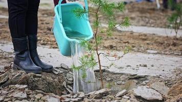 Woman gardener in black boots pours water into pit with young seedling from plastic bucket in public park extreme close view video