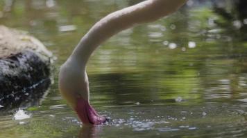 een prachtige flamingo die in het water naar voedsel zoekt en zijn veren in slow motion schoonmaakt video