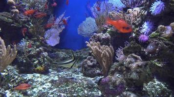 vista subacquea di coloratissimi pesci esotici in un acquario in 4k video