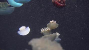 White Blue and yellow jellyfish floating in water aquarium in 4K video