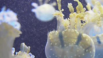 meduse bianche blu e gialle che galleggiano nell'acquario d'acqua in 4k