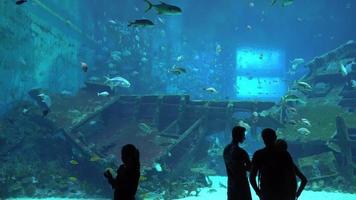 kardanbild av undervattensliv i stort akvarium i singapore och turister som tittar på fisken i 4k video