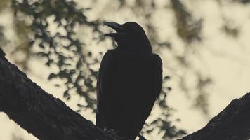 corvo sente-se no tronco de árvore grande em câmera lenta video