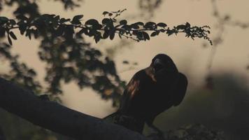 Krähe sitzt in Zeitlupe auf einem großen Baumstamm video