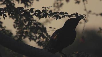 el cuervo se sienta en el tronco de un árbol grande en cámara lenta video