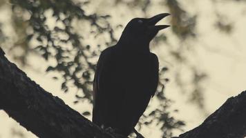 corbeau assis sur un grand tronc d'arbre au ralenti video