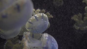 medusa azul e amarela branca flutuando no aquário de água em 4k video