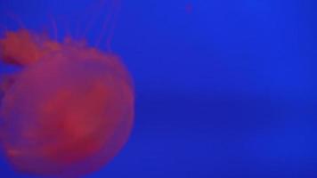belo grupo de água-viva chrysaora fuscescens flutuando pelo oceano em 4k video