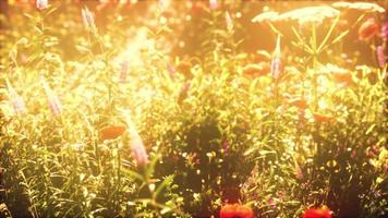 wild field of flowers at sunset video