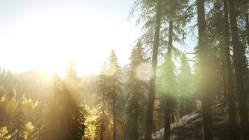 sol brilhando através de pinheiros na floresta de montanha