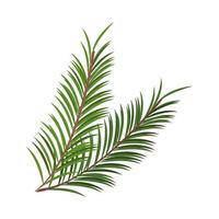 pine branch nature vector