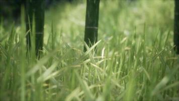 herbe verte fraîche sur la forêt video