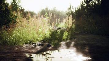 dirt country road in the field in autumn on a sunny day video