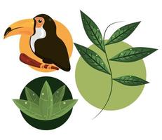 jungle toucan and leaf vector