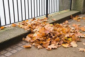 Pile of green and yellow leaves on the street, close to Thames river. London photo