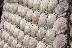 Natural background. Wall decorated with scallop shells in a row. photo