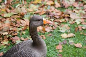 Close up of a goose in a park in autumn. London photo