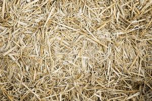hay or straw background texture photo