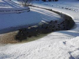 invierno en el parque pavlovsky nieve blanca y árboles fríos foto