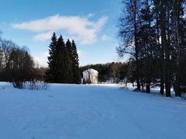 Winter in Pavlovsky Park white snow and cold trees photo