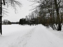 día de invierno en catherine park árboles nevados foto
