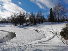 invierno en el parque pavlovsky nieve blanca y árboles fríos foto