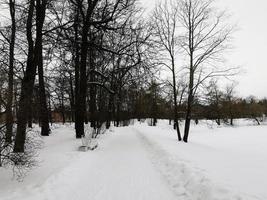 día de invierno en catherine park árboles nevados foto