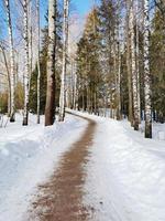 Winter in Pavlovsky Park white snow and cold trees photo