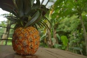 Photo of fresh pineapple with leaves still attached.  using a wooden background in an outdoor garden.