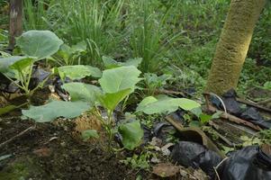 A garden planted with eggplant seeds. Garden atmosphere on a cloudy day. photo