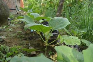 A garden planted with eggplant seeds. Garden atmosphere on a cloudy day. photo